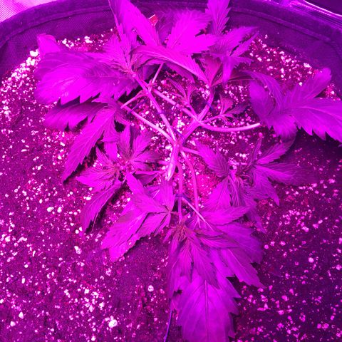 Cheese growlog timeline photo