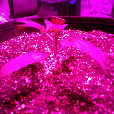 Cheese growlog timeline photo