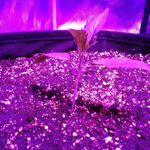 Cheese growlog timeline photo