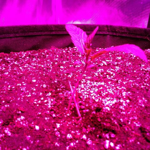 Cheese growlog timeline photo