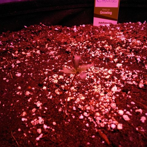 Cheese growlog timeline photo