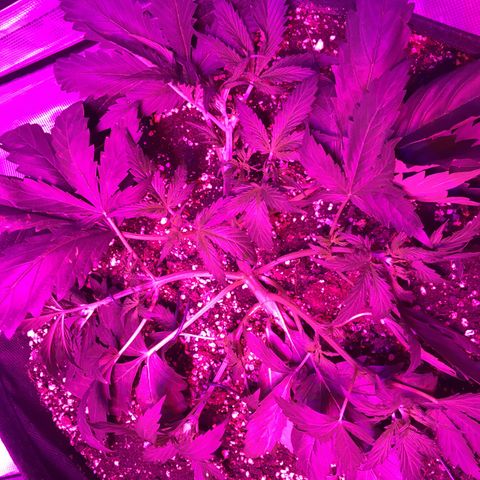Cheese growlog timeline photo