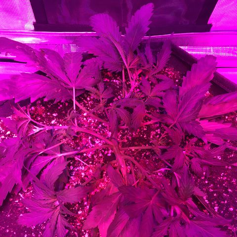 Cheese growlog timeline photo
