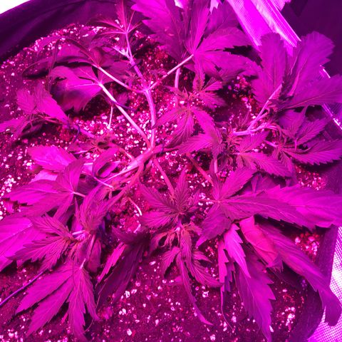 Cheese growlog timeline photo