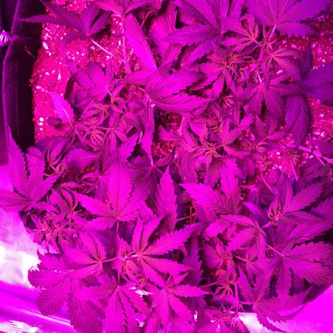 Cheese growlog timeline photo