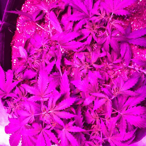 Cheese growlog timeline photo