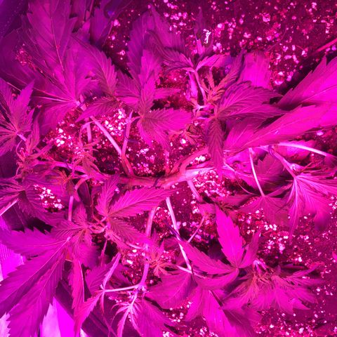 Cheese growlog timeline photo