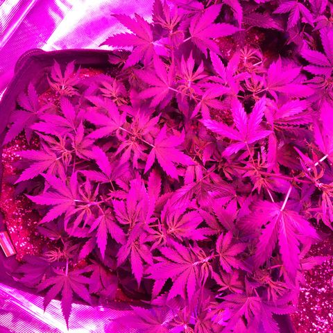Cheese growlog timeline photo