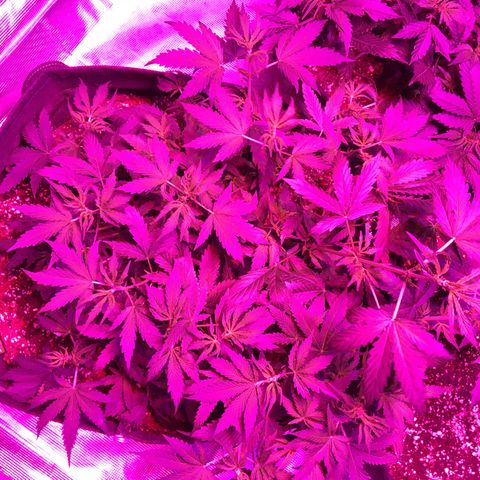 Cheese growlog timeline photo