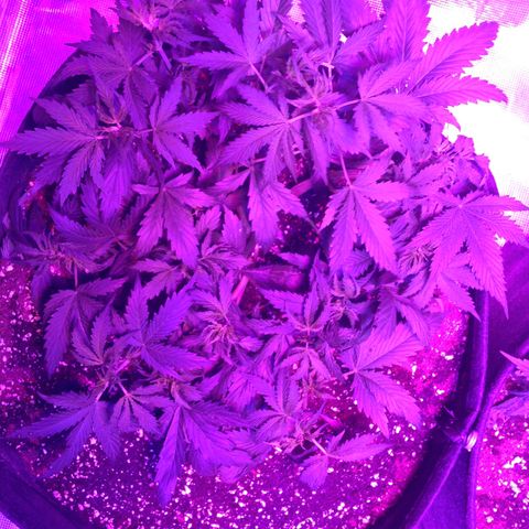 Cheese growlog timeline photo