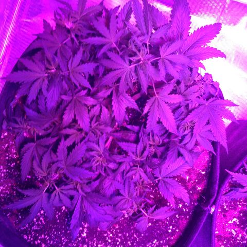 Cheese growlog timeline photo