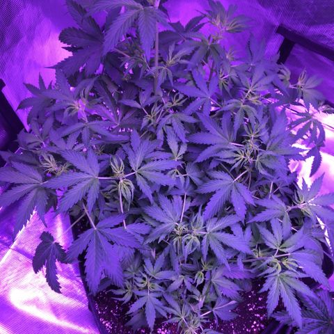 Cheese growlog timeline photo