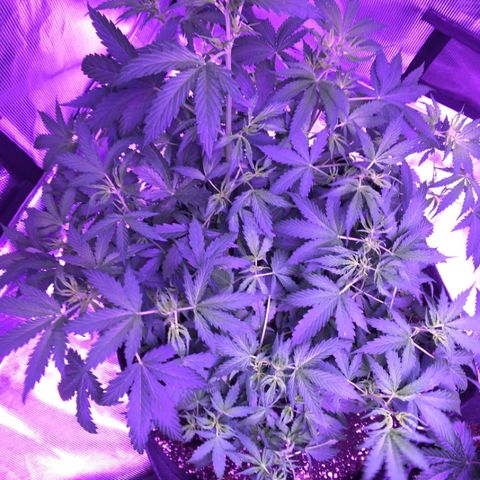 Cheese growlog timeline photo