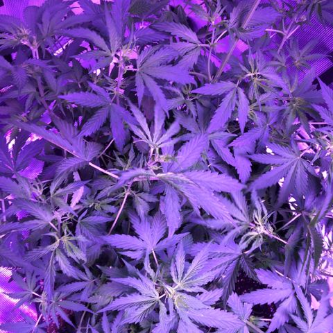 Cheese growlog timeline photo