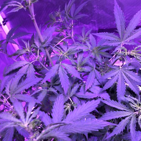 Cheese growlog timeline photo