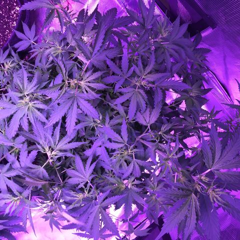 Cheese growlog timeline photo