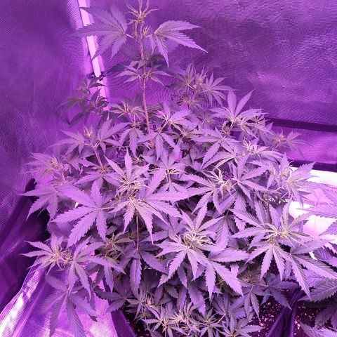 Cheese growlog timeline photo