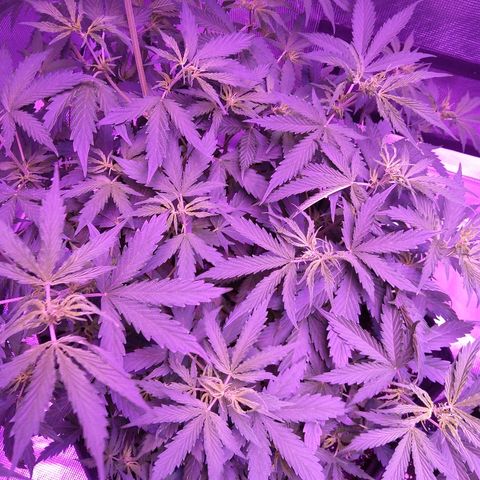 Cheese growlog timeline photo