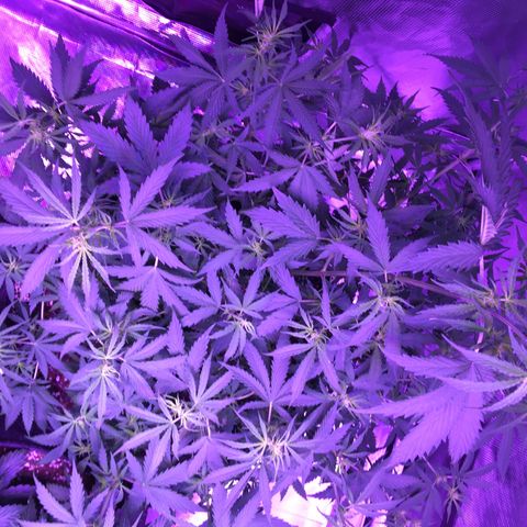 Cheese growlog timeline photo