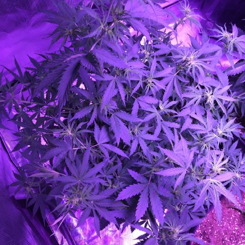 Cheese growlog timeline photo