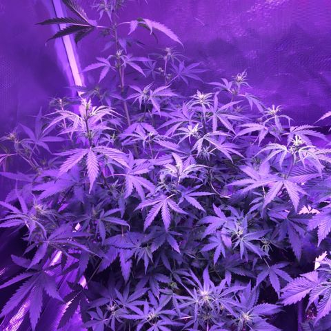Cheese growlog timeline photo