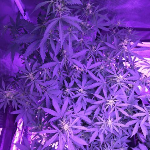 Cheese growlog timeline photo