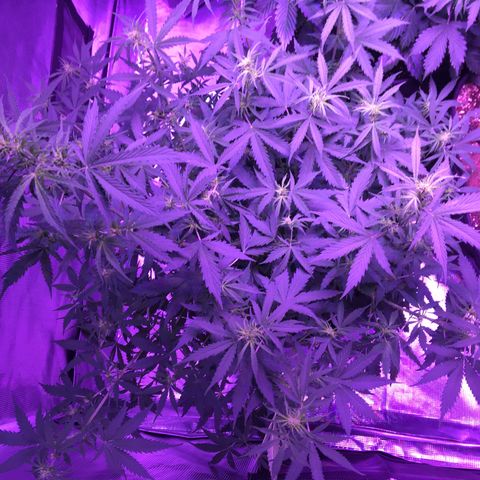 Cheese growlog timeline photo