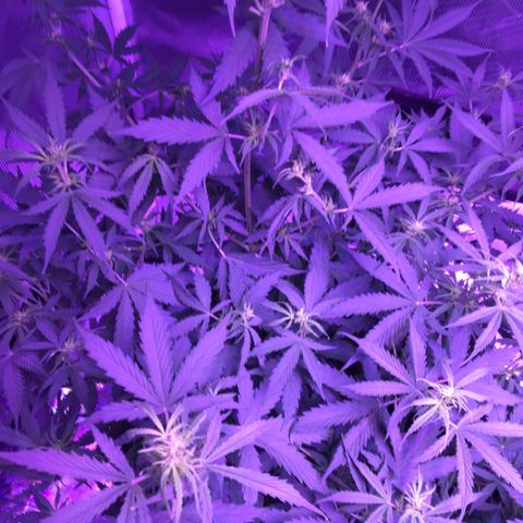 Cheese growlog timeline photo