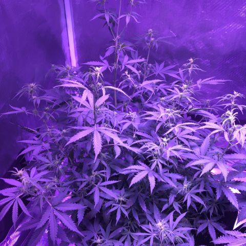 Cheese growlog timeline photo