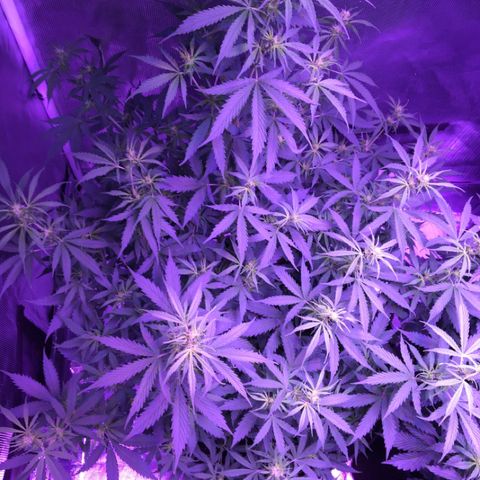 Cheese growlog timeline photo