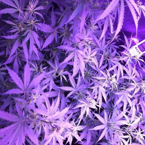 Cheese growlog timeline photo