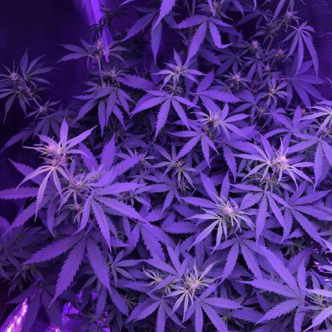 Cheese growlog timeline photo