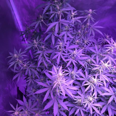 Cheese growlog timeline photo