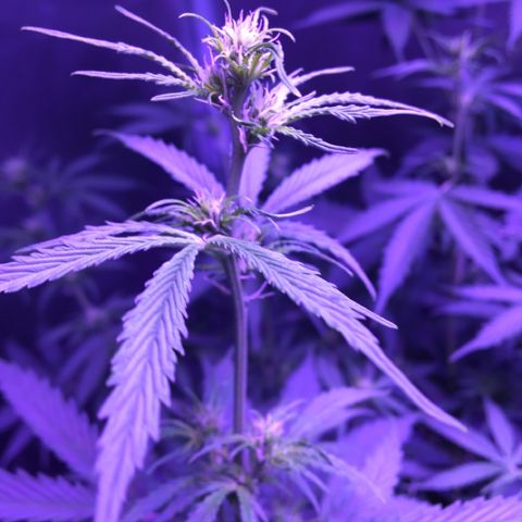 Cheese growlog timeline photo