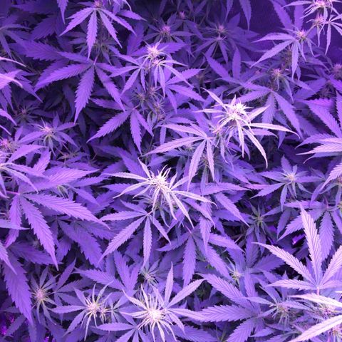 Cheese growlog timeline photo