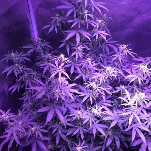 Cheese growlog timeline photo