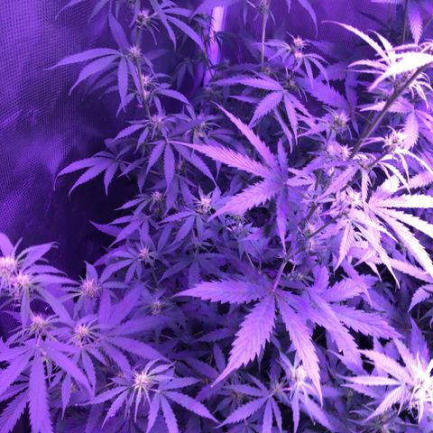 Cheese growlog timeline photo