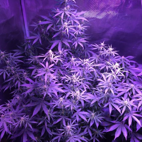 Cheese growlog timeline photo