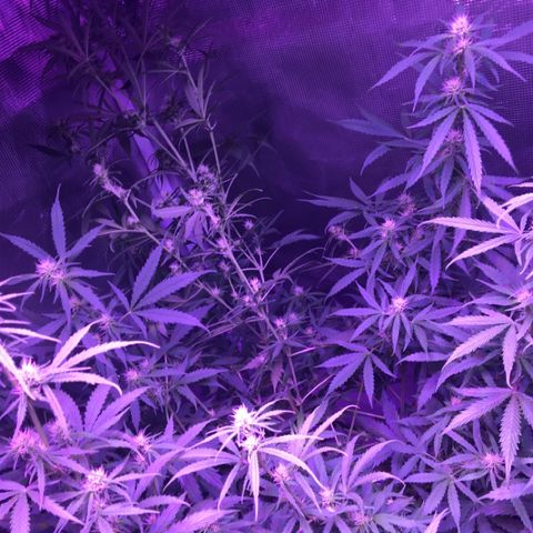 Cheese growlog timeline photo