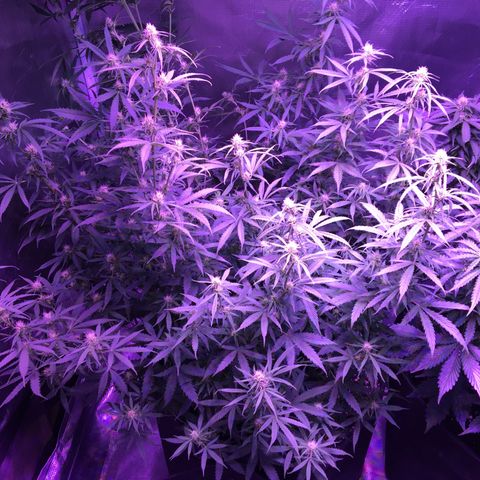 Cheese growlog timeline photo