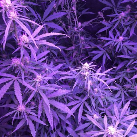 Cheese growlog timeline photo