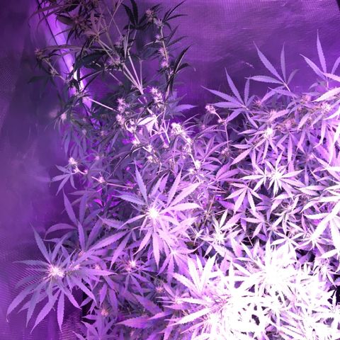 Cheese growlog timeline photo