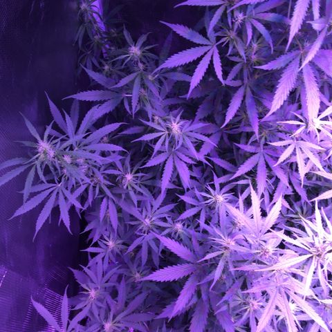 Cheese growlog timeline photo