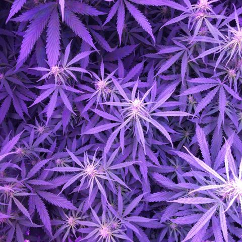 Cheese growlog timeline photo