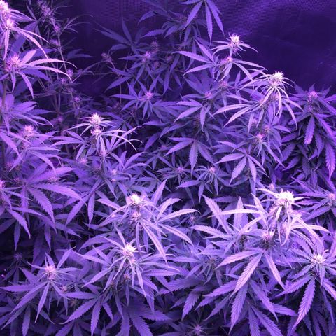 Cheese growlog timeline photo