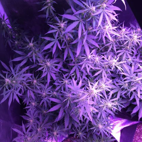 Cheese growlog timeline photo