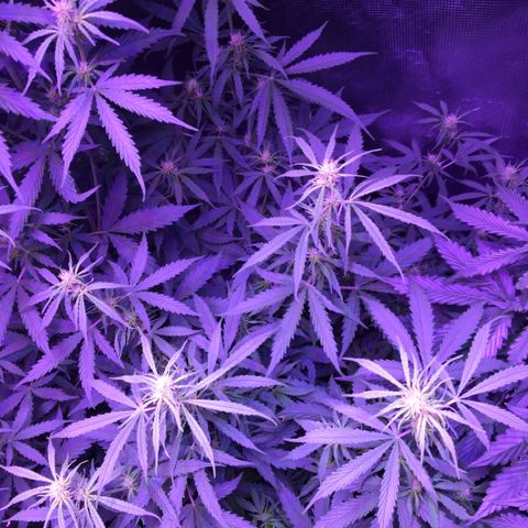 Cheese growlog timeline photo