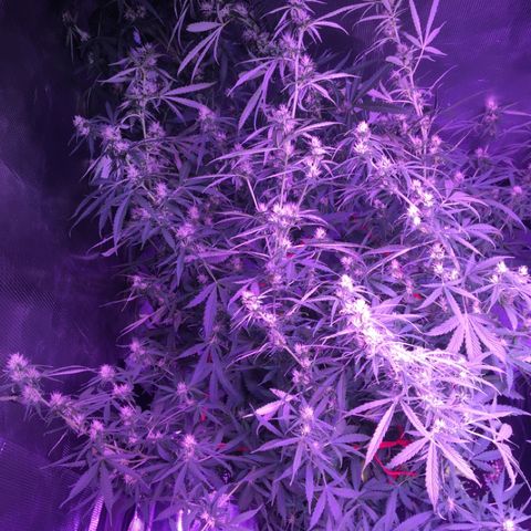 Cheese growlog timeline photo