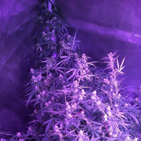 Cheese growlog timeline photo