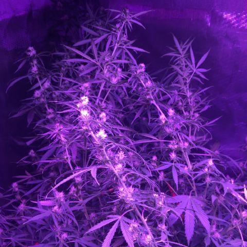 Cheese growlog timeline photo